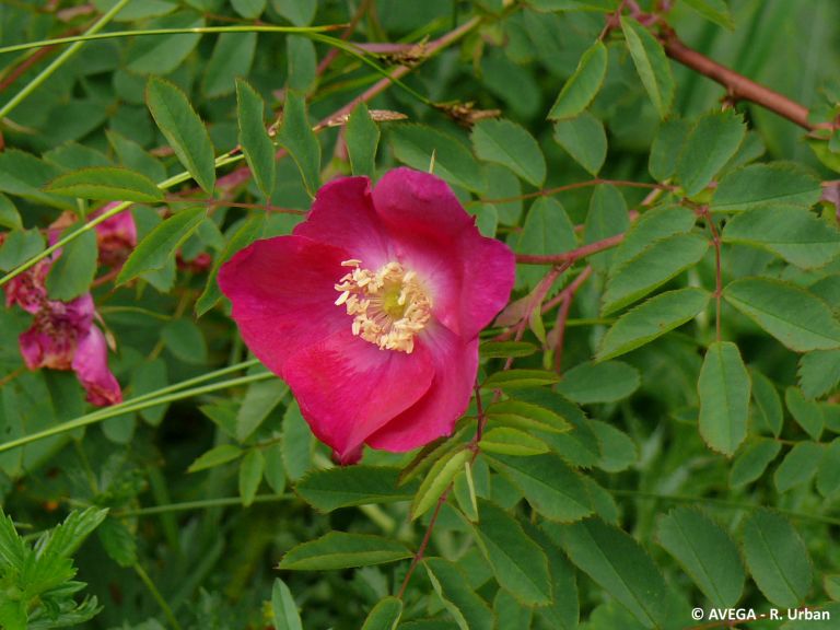 Alpen-Rose Rosa pendulina
